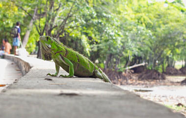 iguana animal near the river