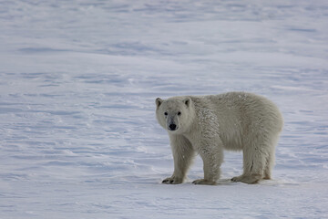 A polar bear walks among the Arctic ice. He sniffs the air and goes in search of prey.Winter day on the Yamal Peninsula