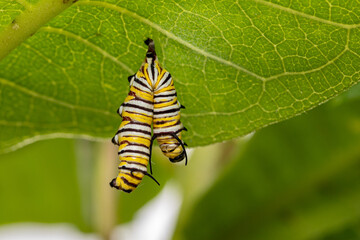 Monarch butterfly caterpillar dead from Tachinid fly parasitic infection. Insect and nature conservation, habitat preservation, and Monarch butterfly preservation concept.