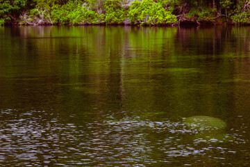 Obraz premium reflection of trees in the water