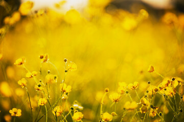 bright field yellow flowers buttercups in the meadow  - 613961129