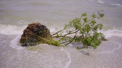 Tree with floating debris has reached Black Sea coastal zone in Odessa, Ukraine. Environmental disaster caused by the explosion of Kakhovka Hydroelectric Power Plant dam
