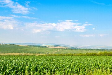 Fototapeta na wymiar Green field of corn and blue sky.