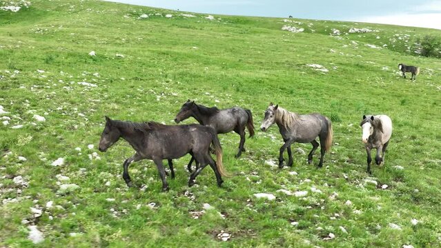 Epic Aerial Over Large Herd Of Wild Horses Running Galloping In Wild Nature Slow Motion Through Meadow Golden Hour Horse Breeding Ecology Exploration Power and Endurance Concept 4K