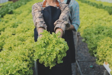 Naklejka na ściany i meble farmer cultivate healthy nutrition organic salad vegetables in hydroponic agribusiness farm..