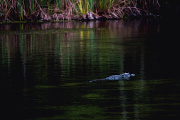 alligator in the water