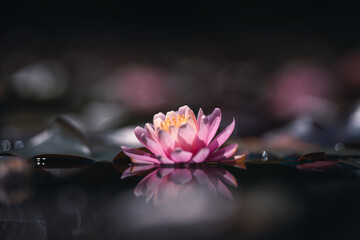 pink water lily or lotus flower reflecting on water, soft focus, shallow depth of field

