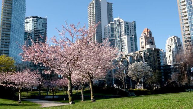 David Lam Park travel famous places flowering trees magnolia cherry blue sky skyscrapers early spring in big city cherry blossoms skyscrapers strolling pedestrians