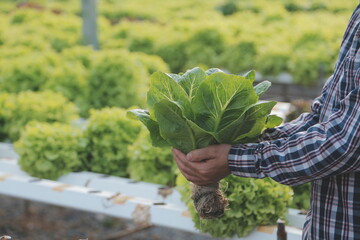 farmer cultivate healthy nutrition organic salad vegetables in hydroponic agribusiness farm..