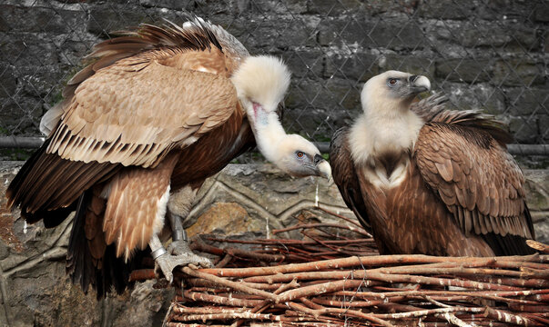 Eurasian griffon vulture (Gyps fulvus) nest 