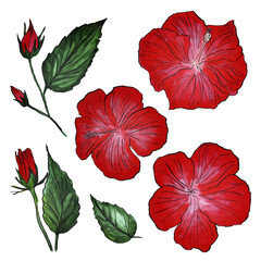 Hibiscus blooming flowers set, watercolor drawing. Bright red flower on white background. Leafs and Hibiscus buds, watercolor drawing of unopened flower with leaves.