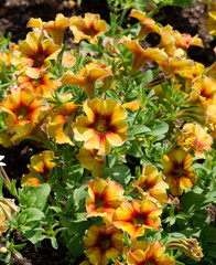 Petchoa (Petunia calibrachoa)  hybrid  'BeautiCal Caramel Yellow'. Dazzling bloom of large funnel shaped yellow flowers with amber caramel throats above downy dark green leaves
