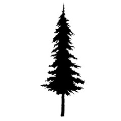 Pine tree shadow branch tree Christmas pine solid