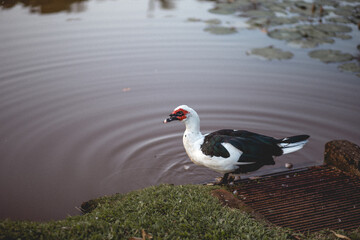 Pato na lagoa 