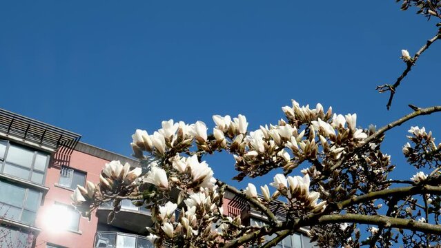 David Lam Park travel famous places flowering trees magnolia cherry blue sky skyscrapers early spring in big city cherry blossoms skyscrapers strolling pedestrians