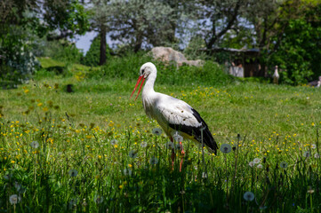 Obraz na płótnie Canvas Large bird white stork ciconia hunting in the grass on the meadow with white and black plumage and red beaks and legs