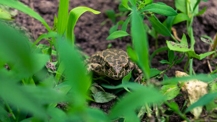 Frog in front. A frog among the leaves