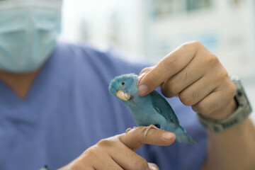 The veterinarian is checking the health of a lovebird. Forpus bird physical examination