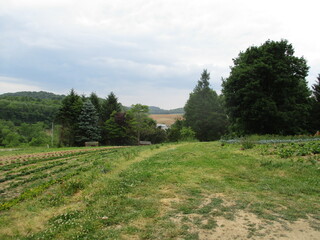 Newly planted field on farm in the country