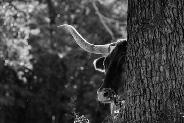 Texas longhorn cow hiding behind tree outdoors on farm being shy in black and white.