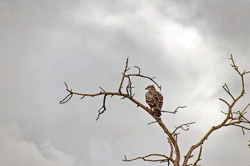 Falcon against the sky.