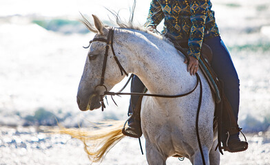 gray horse by the ocean