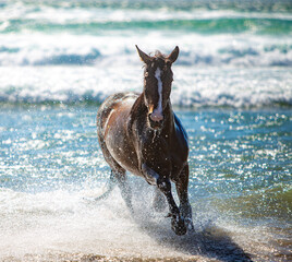 horse in water