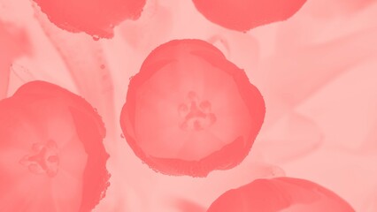 Pink coral tulips with water drops in pastel pink background 16:9 panoramic format