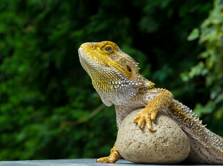 close-up portrait lizard bearded dragon on green nature background for desktop wallpaper banner background