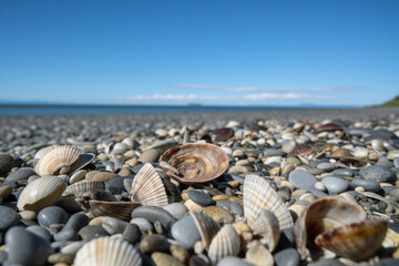 A serene coastal scene with gentle waves washing over a collection of seashells, conveying the beauty and tranquility of the beach