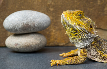 lizard bearded dragon and zen stones for background