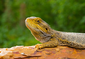 close-up portrait lizard bearded dragon on green nature background for desktop wallpaper banner background