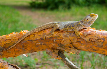 bearded dragon lizard camouflaged on a tree