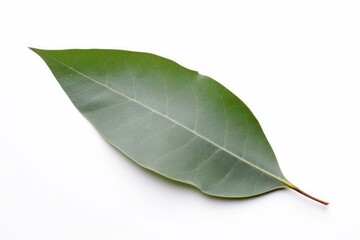 Obraz premium decorative_leaves_of_green_eucalyptus_in_watercolor