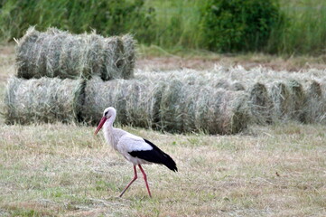 Ciconia ciconia aka White Stork is looking for frogs and mouse on the meadow during harvesting time.