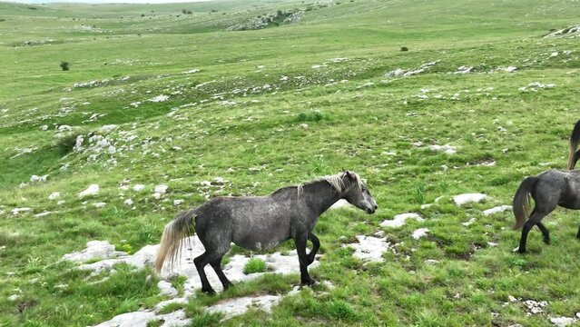 Epic Aerial Over Large Herd Of Wild Horses Running Galloping In Wild Nature Slow Motion Through Meadow Golden Hour Horse Breeding Ecology Exploration Power and Endurance Concept 4K