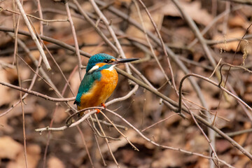 close-up of a male of the common kingfisher (Alcedo atthis) - colorful blue and orange bird