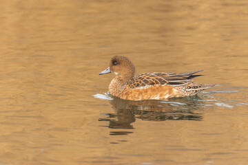 Fototapeta premium Close-up of a female of the Eurasian wigeon (European wigeon, Mareca penelope) - a colorful duck in a pond