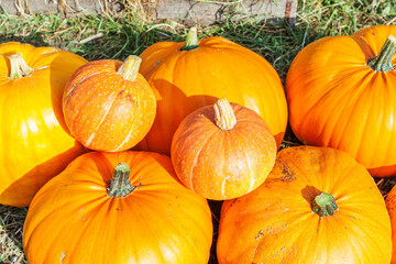Natural autumn fall view pumpkin on eco farm background. Inspirational october or september wallpaper. Change of seasons, ripe organic food concept. Halloween party Thanksgiving day