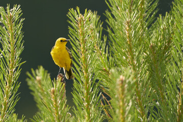 A yellow wagtail among the branches of a pine tree in its natural habitat.