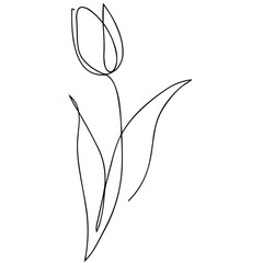 Tulip flower - vector illustration (sketch), one-line silhouette without background (clipart).