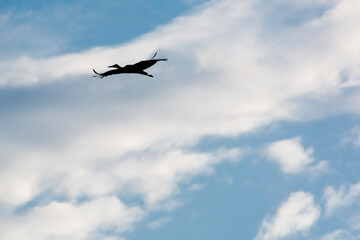 A white stork is flying in the sky with clouds