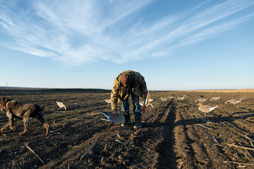 A mature hunter arranges stuffed decoy geese across the field