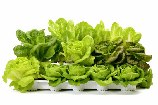 hydroponic lettuce on display with white background