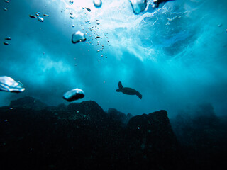 Fototapeta premium Underwater Turtle/Honu 
