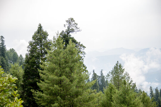 Pinus Roxburghii Tree on the Mountains in Nathia Gali, Abbottabad, Pakistan.