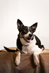 Portrait of one black and white dog on white background. Mixed breed cute little friend. 