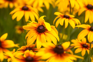 Black-eyed Susan in the garden. Yellow Rudbeckia daisy flowers.