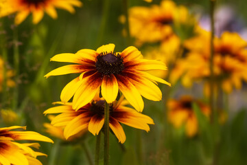 Black-eyed Susan in the garden. Yellow Rudbeckia daisy flowers.