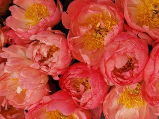 background of flowers